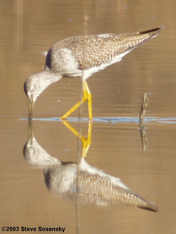 �2003 Steve Sosensky - 2003.12.18 Hansen Dam, Lakeview Terrace, CA